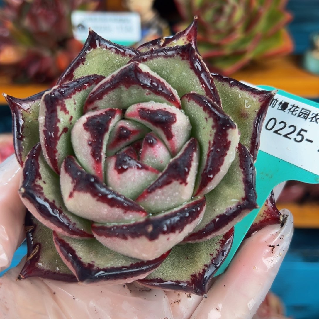 从前慢多肉精选编号0225.240