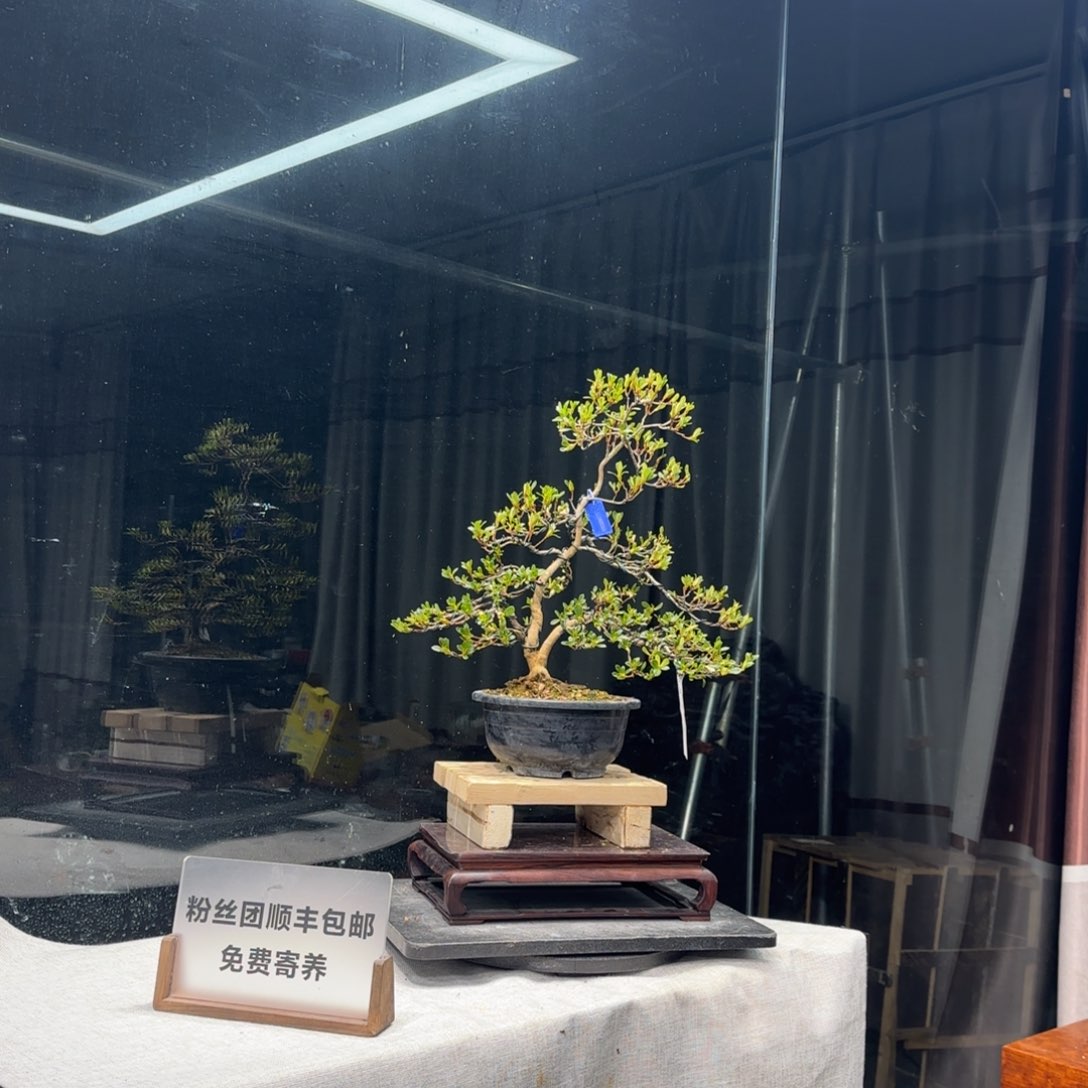 妥****滴花卉苗木6711