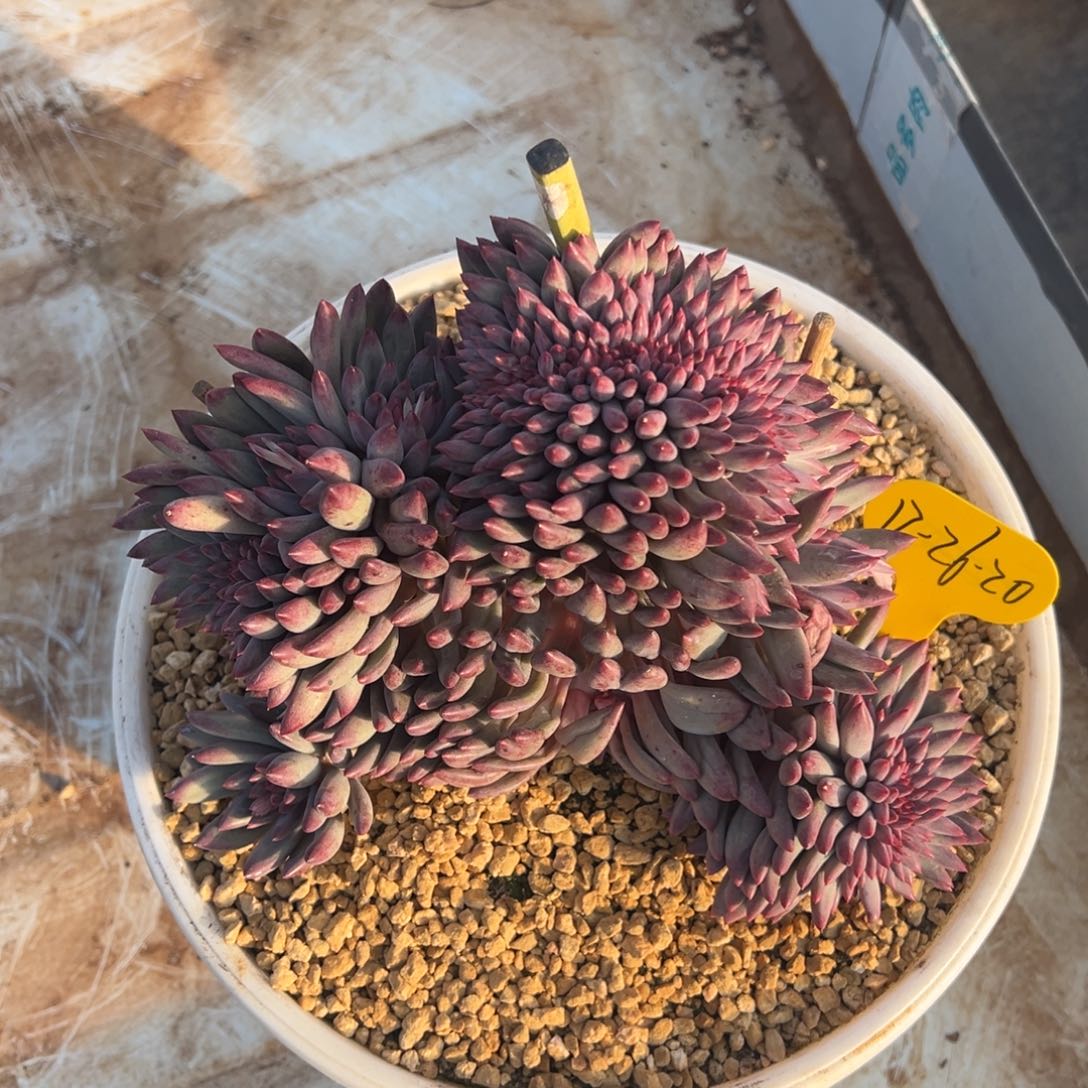 简***己12-26-20虞美人缀多肉植物