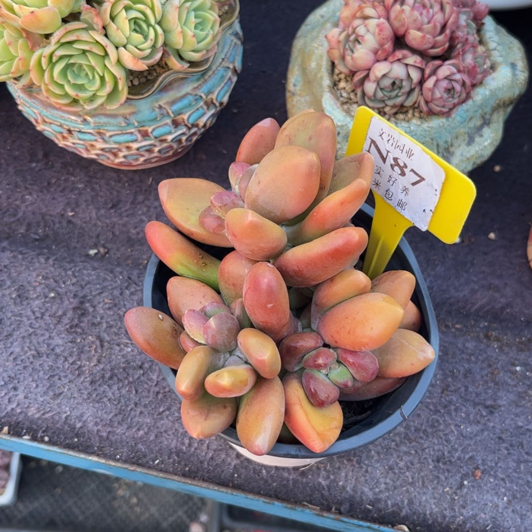 月*?多肉植物1111芒果奶