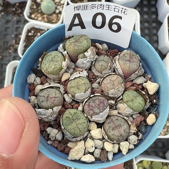 6多肉植物多肉植物