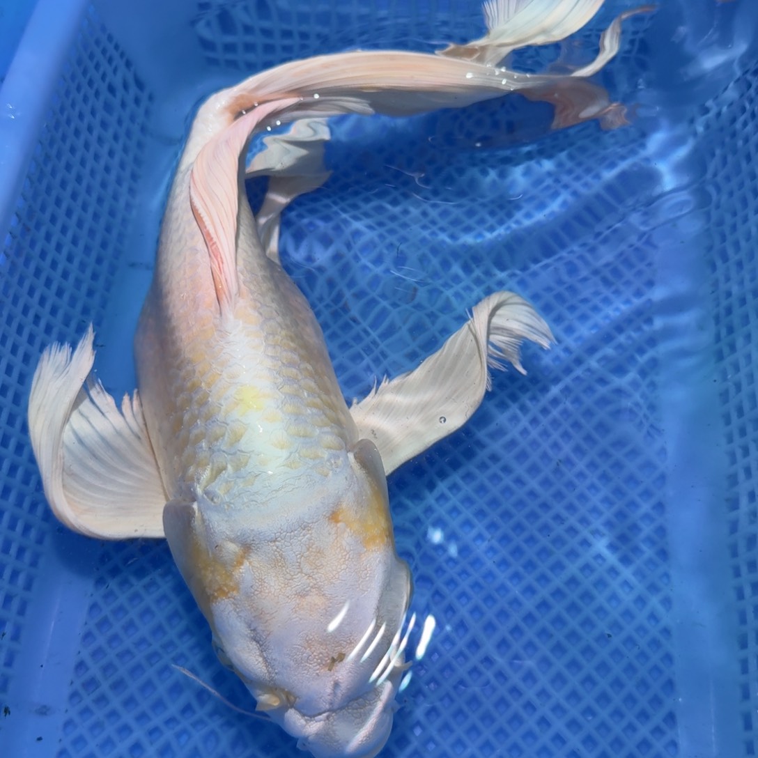 蝴蝶里观赏鱼微瑕开叉