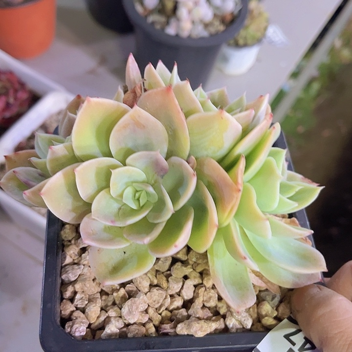 日系乔伊24147多肉植物
