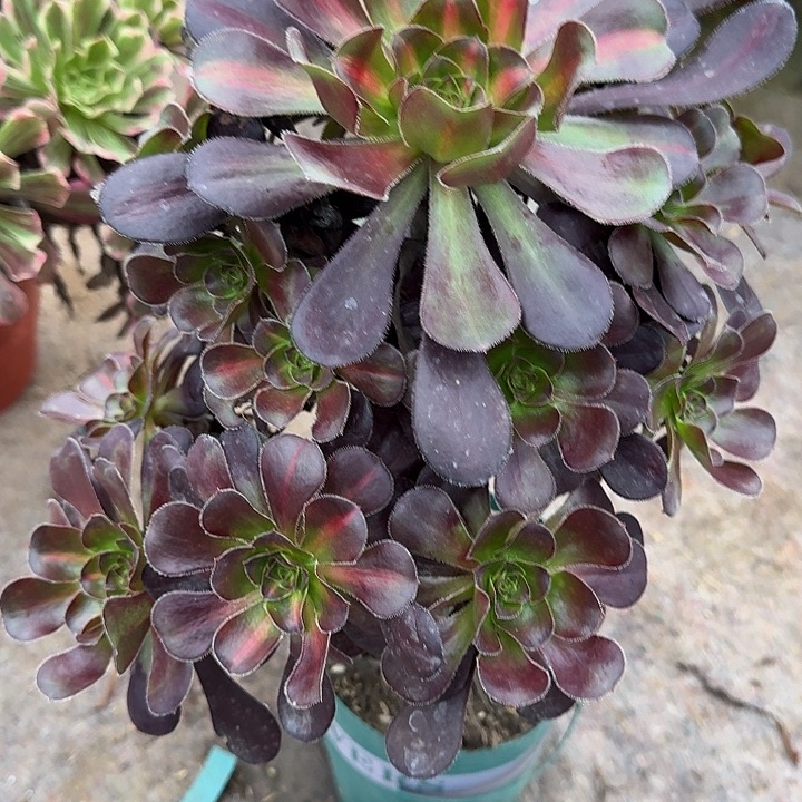 3046香奈儿中班多肉植物