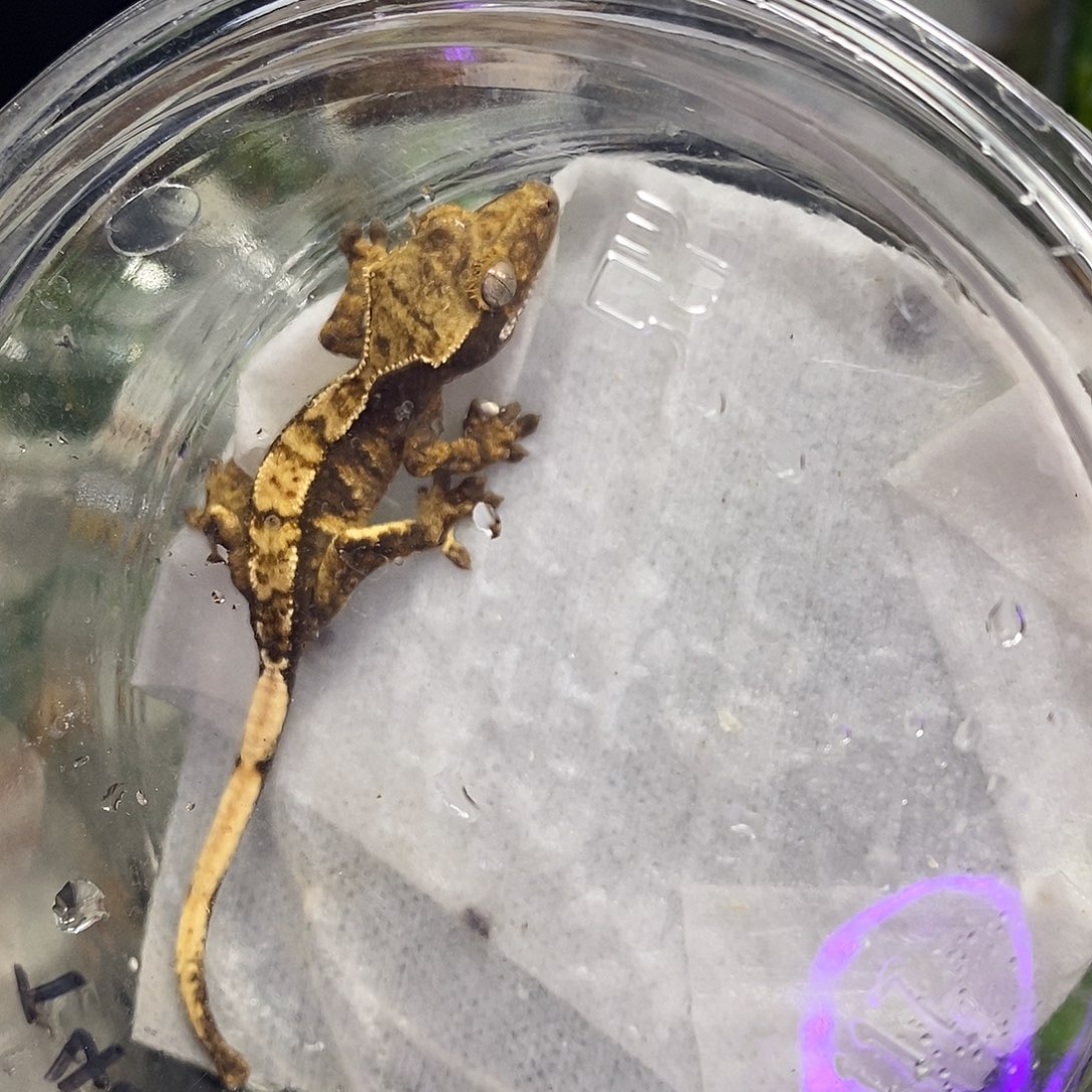 睫角守宫睫角睫角睫角睫角睫角