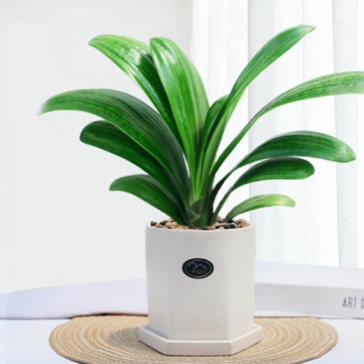 【只发新疆】高品质君子兰花卉绿植好养进化空气
