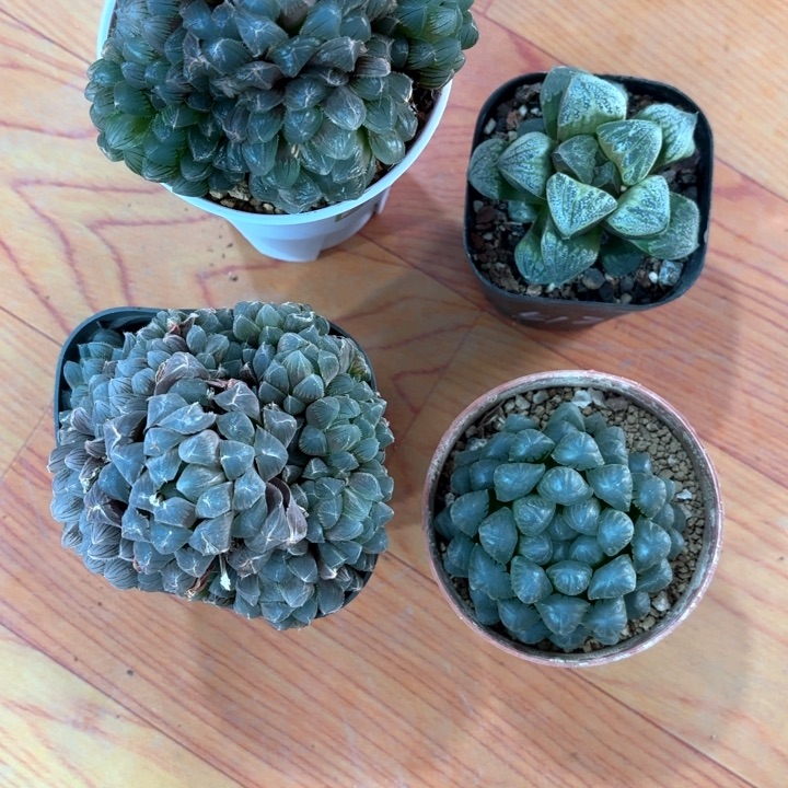 四颗组合多肉植物