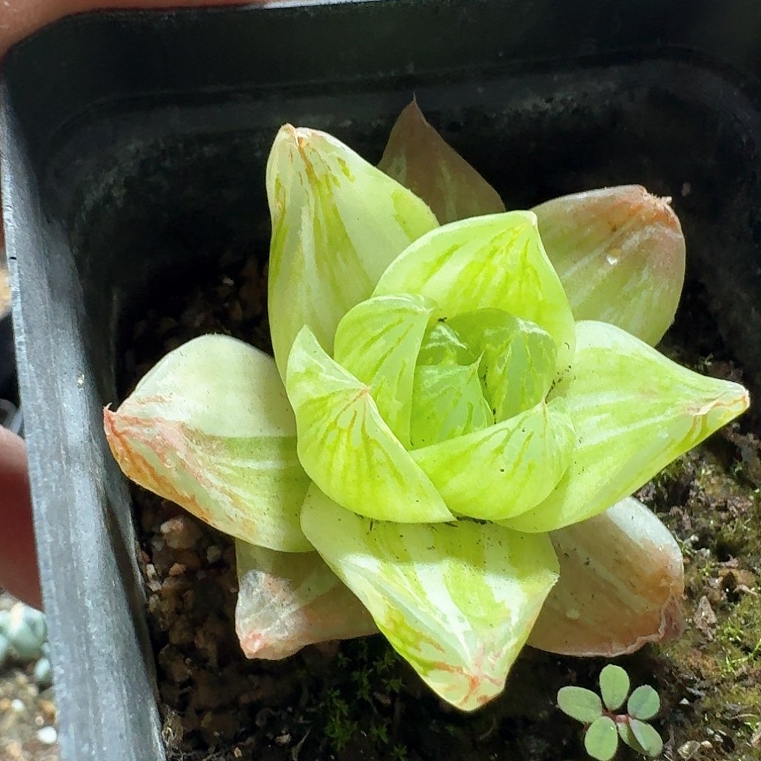 268京之华锦脱土发货