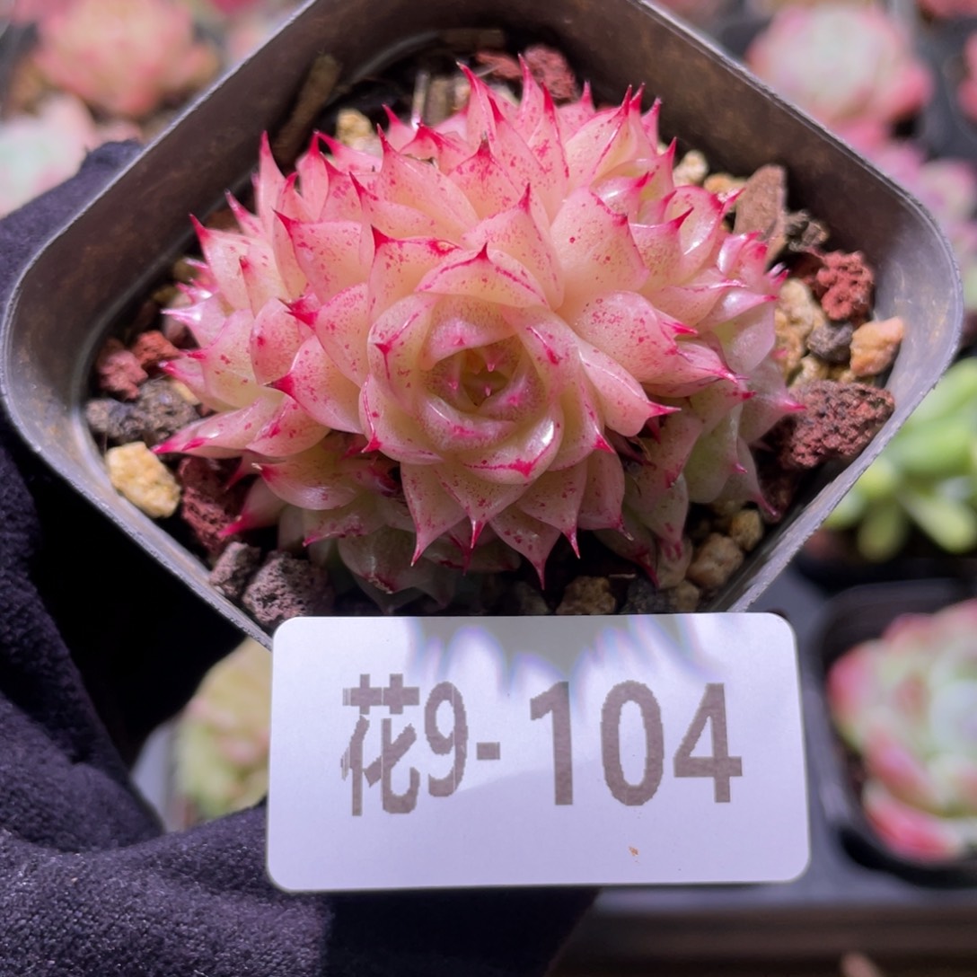 花利美9-104麦秆群