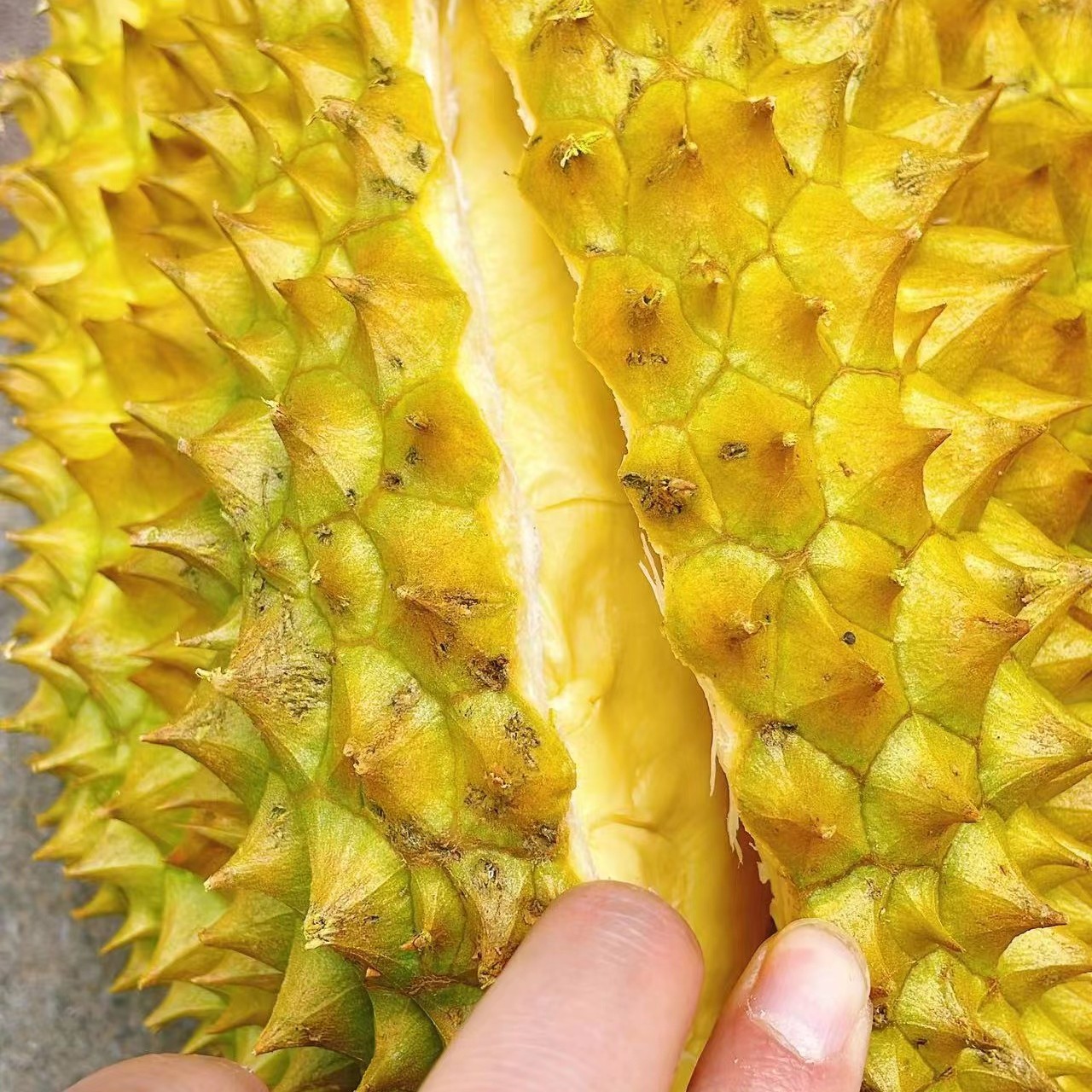 金枕鲜榴莲A果 《一物一拍》《 一果一重》肉多核小 金枕泰国