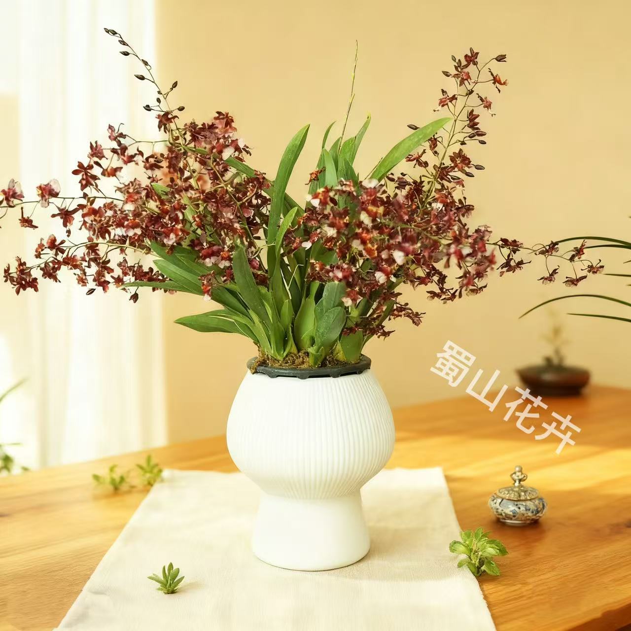 红色梦香兰带花剑文心兰开花浓香带精致蘑菇盆发货