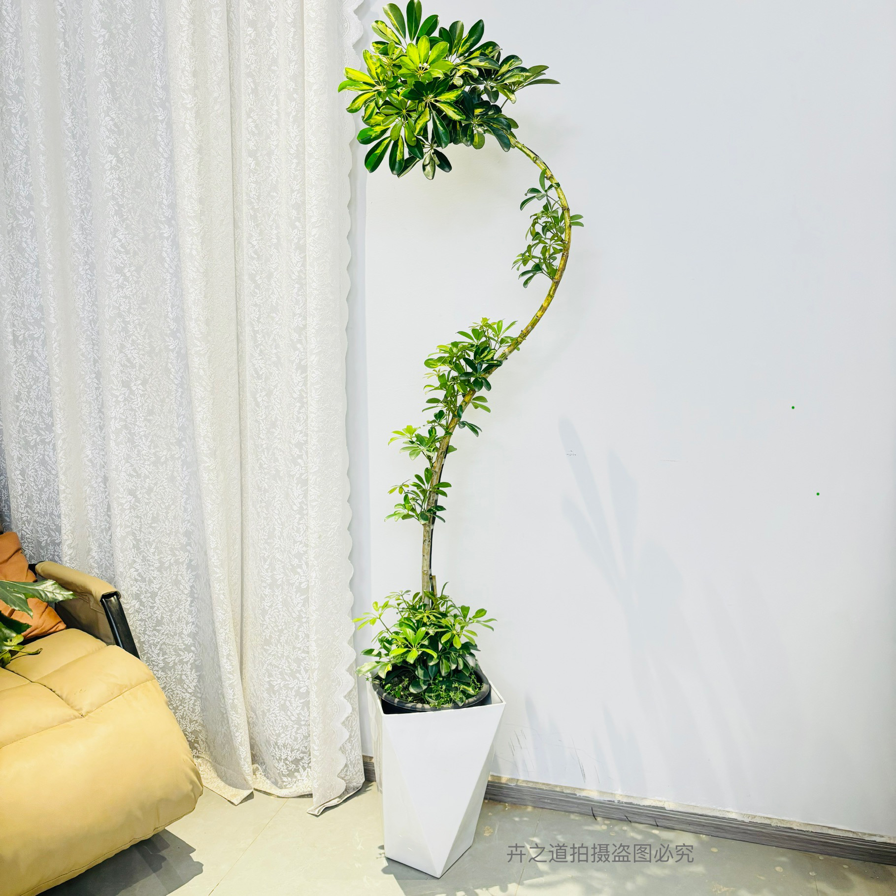 鸭脚木盆栽室内绿植客厅阳台落地大型乔迁新房植物八方来财