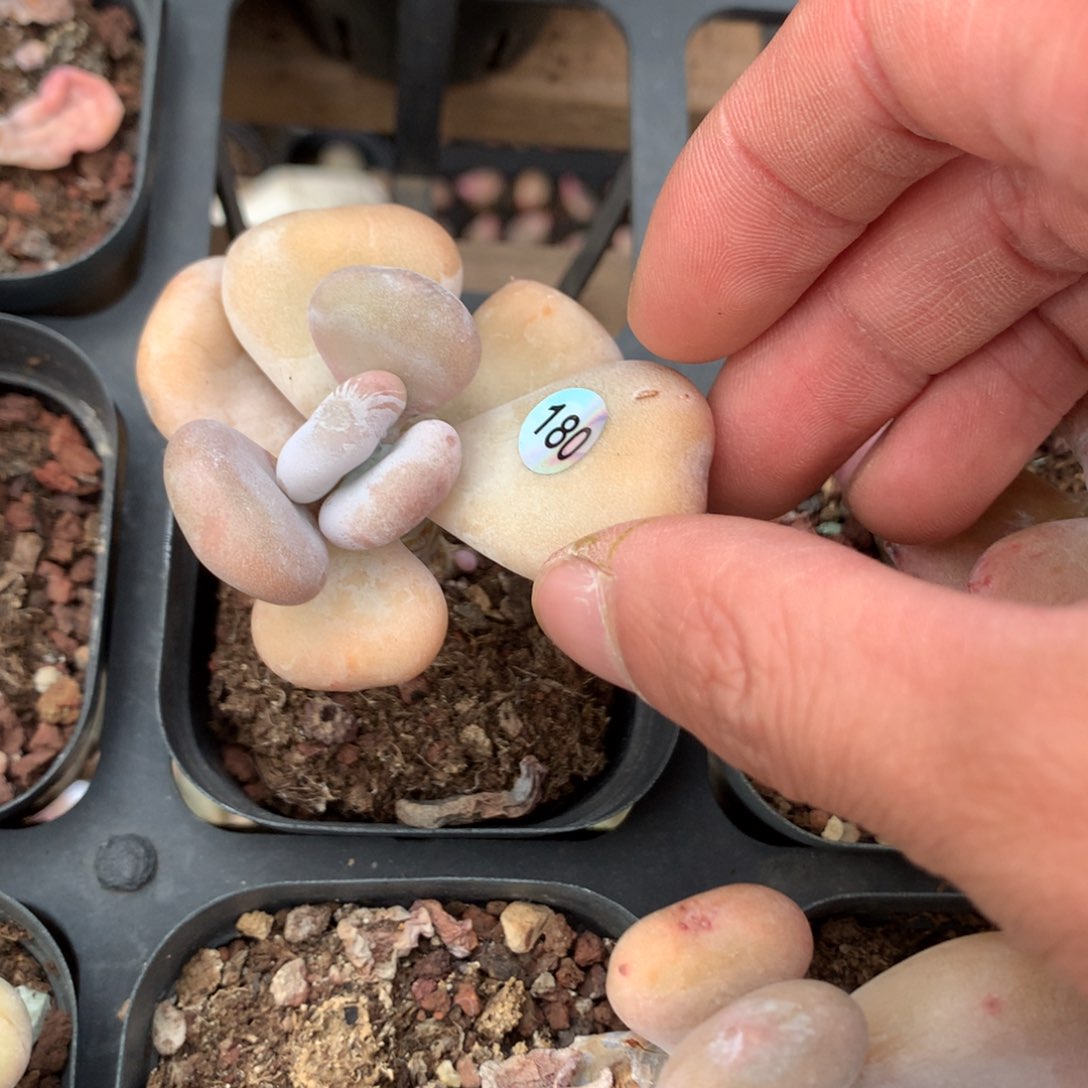 180黄油油煎奶酪