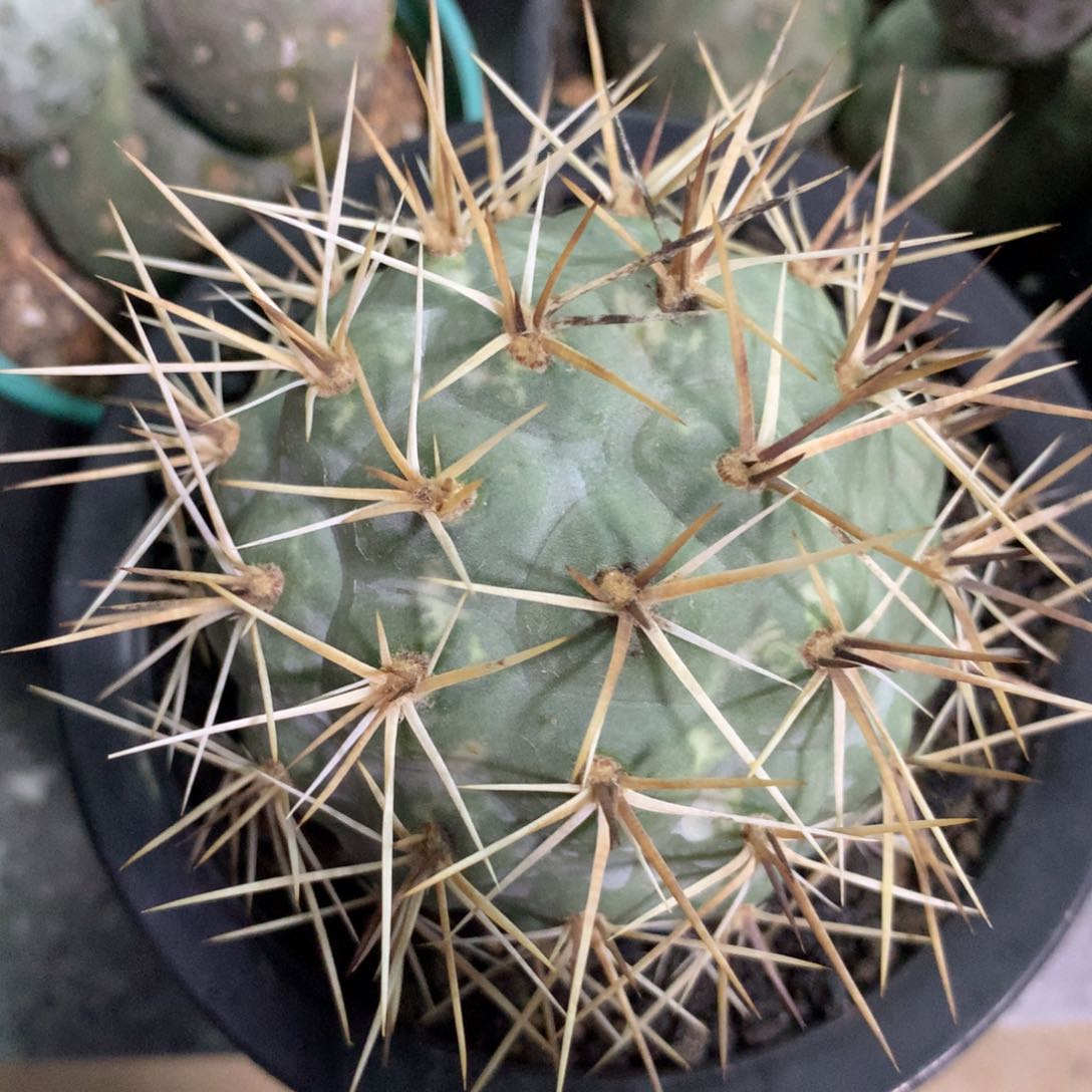 开播福利仙人球仙人球