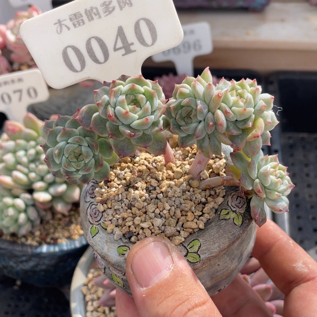 0040冰魄不带盆9厘米