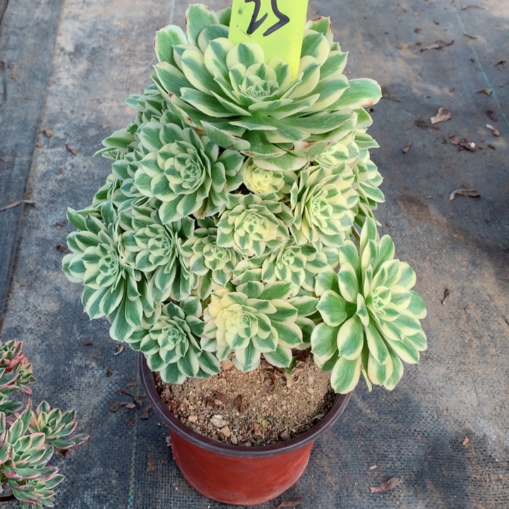 25迈巴赫多肉一物一拍～