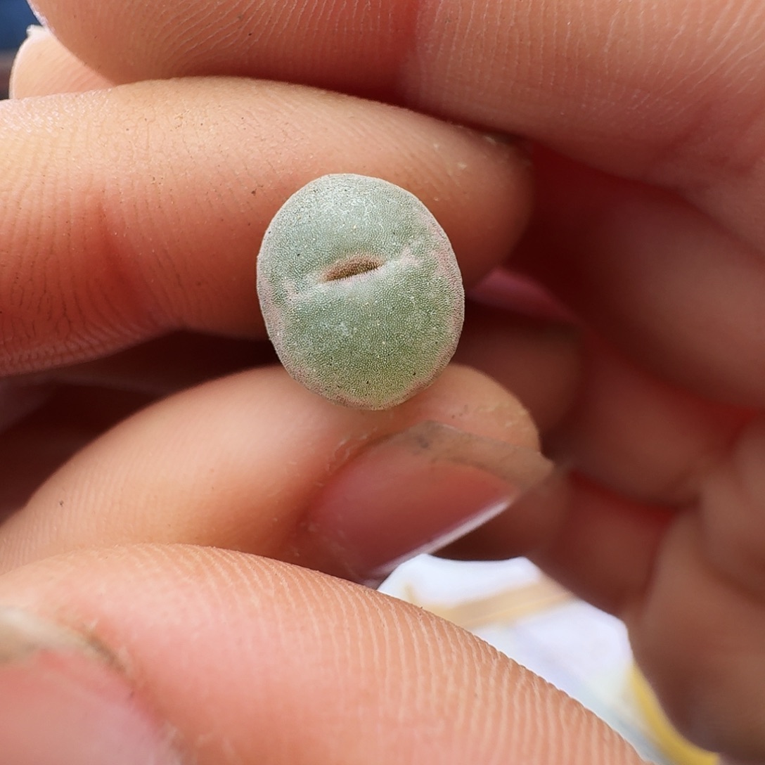 多肉植物福利安格尼斯之眼363