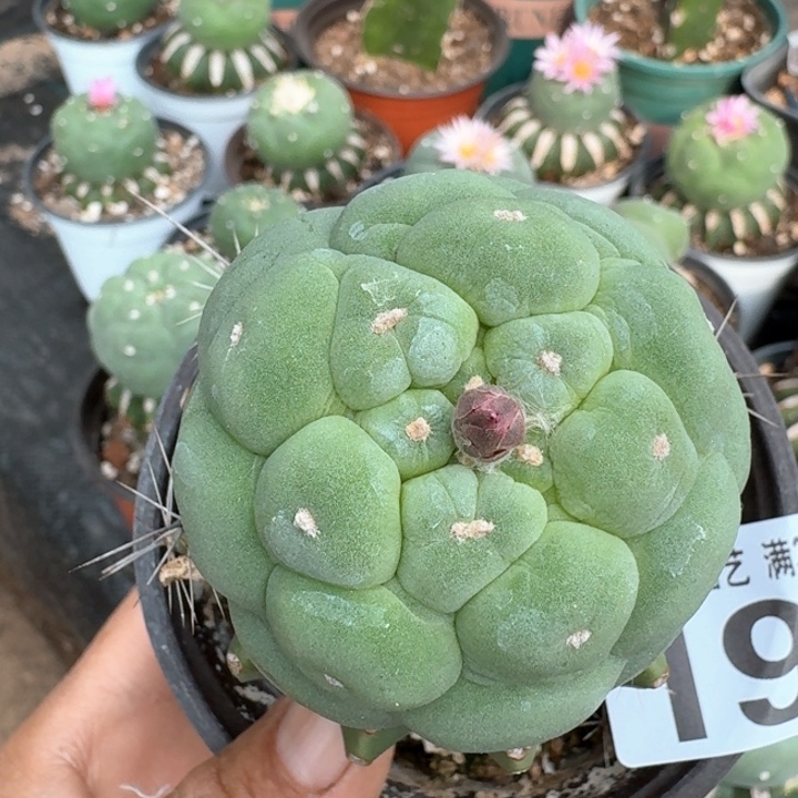 199苗接白肌皱油仙