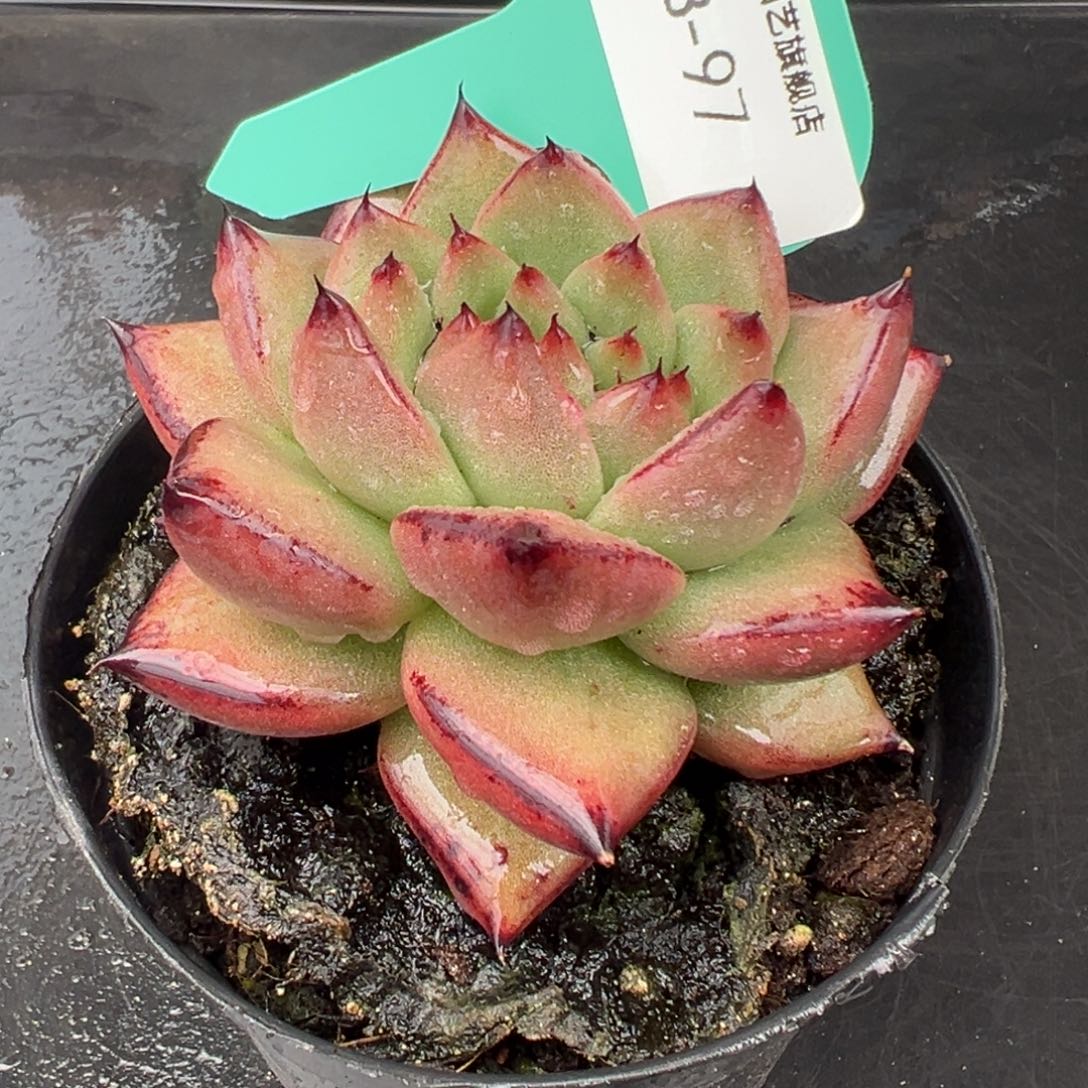 从前慢花园多肉编号1223-97