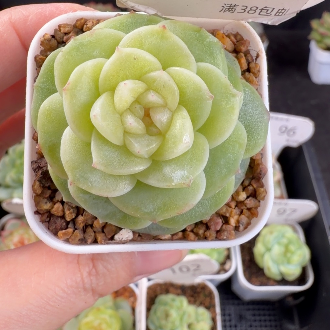 黄花花单头一颗103号