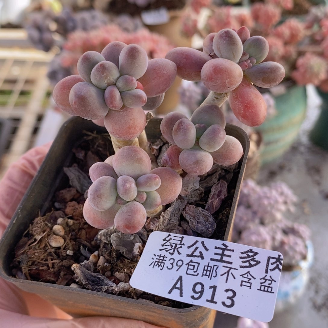 一代苹果奶老桩6cm913多肉植物