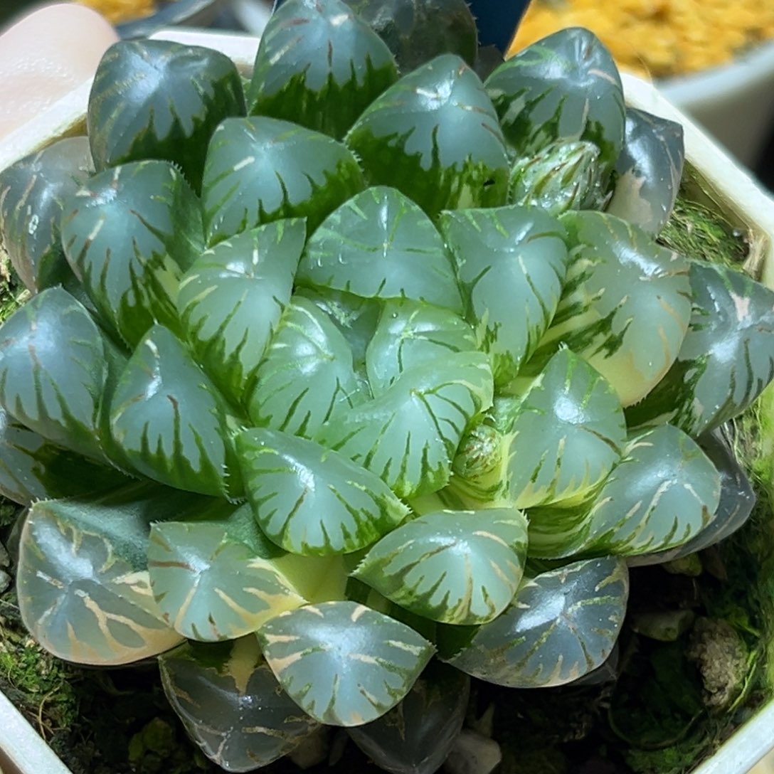 恭喜发财大吉大利508