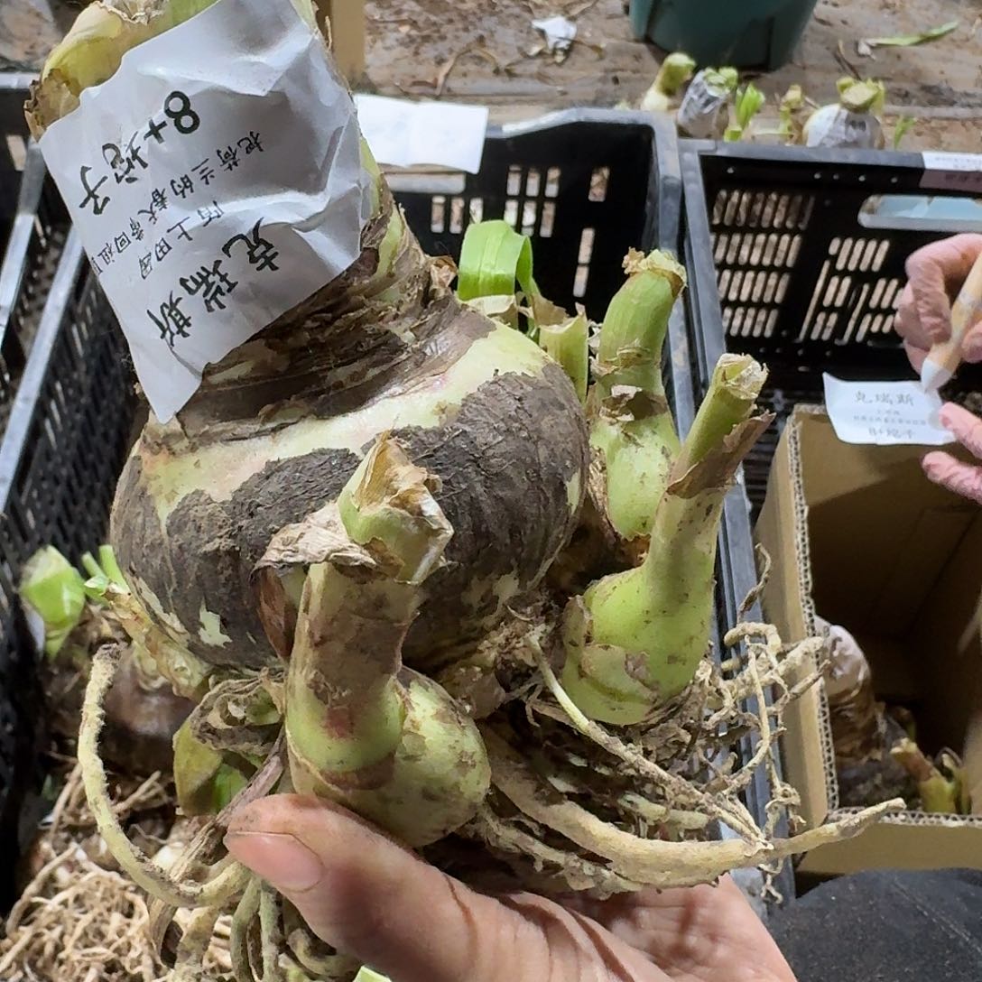 克瑞斯8+坨坨发发发