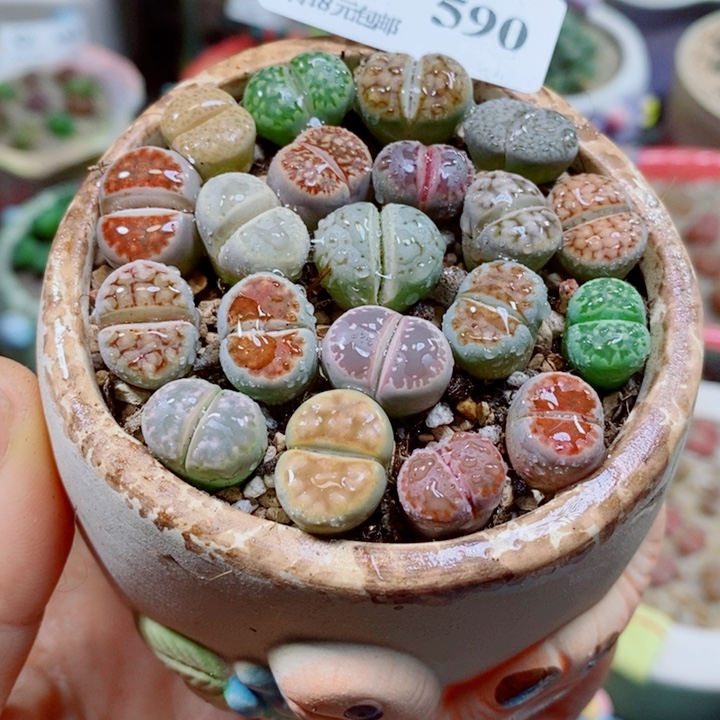 生石花花花花花花590