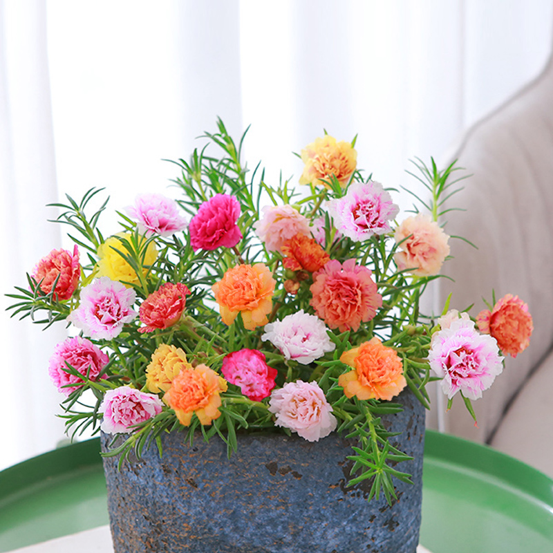 新品重瓣太阳花多色小苗四季开花