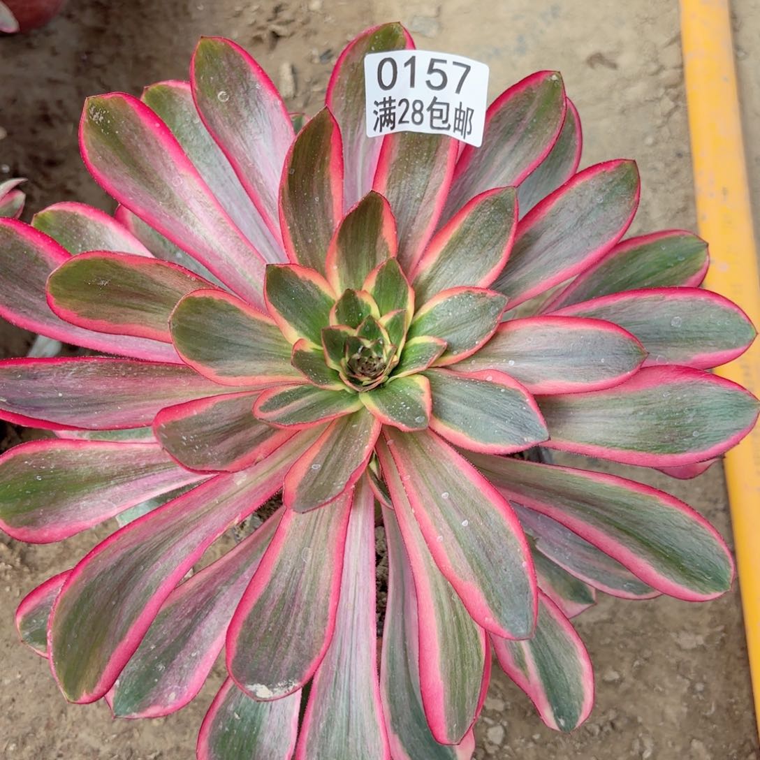 T.     0157红魔女多肉