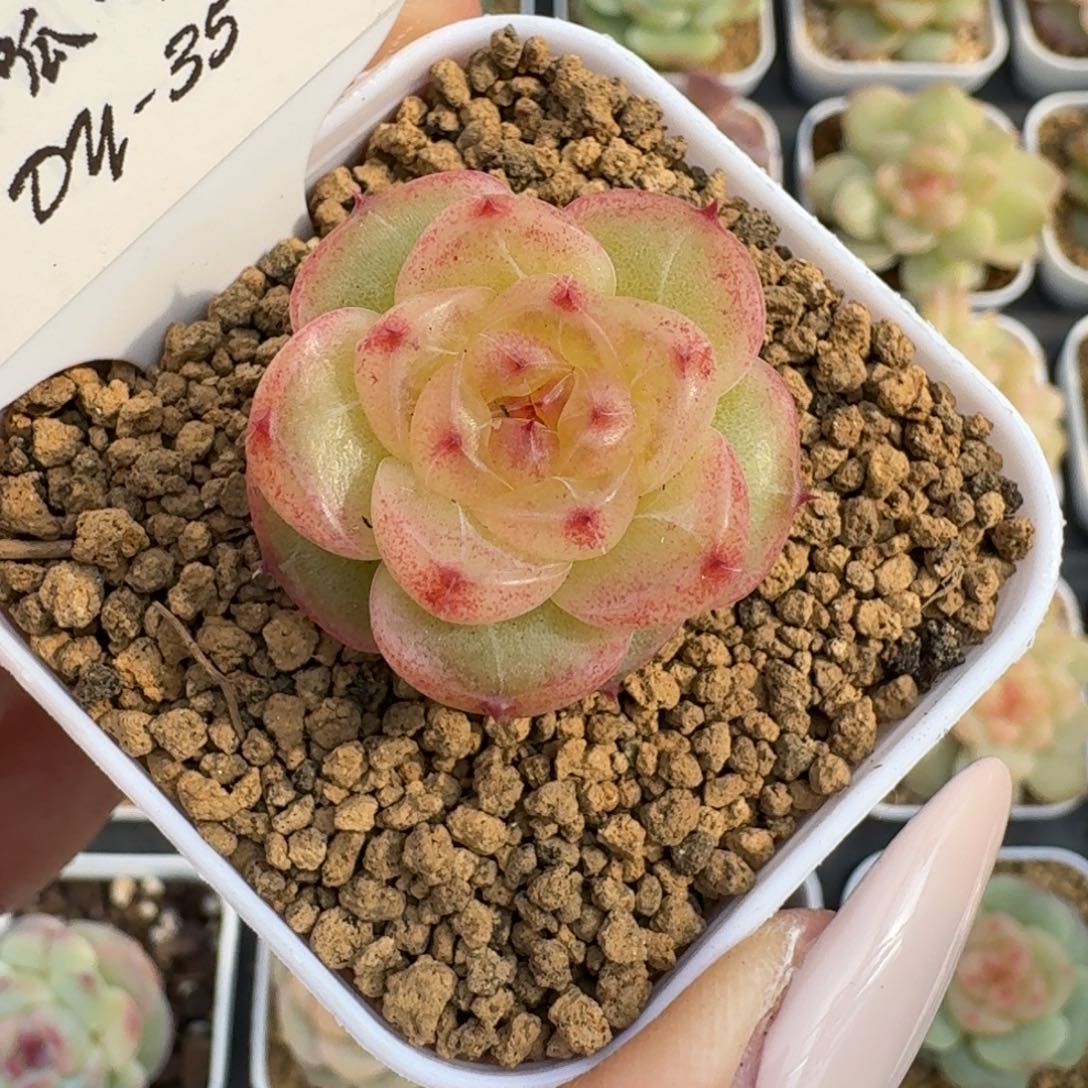 无***意1201-035-1060单头