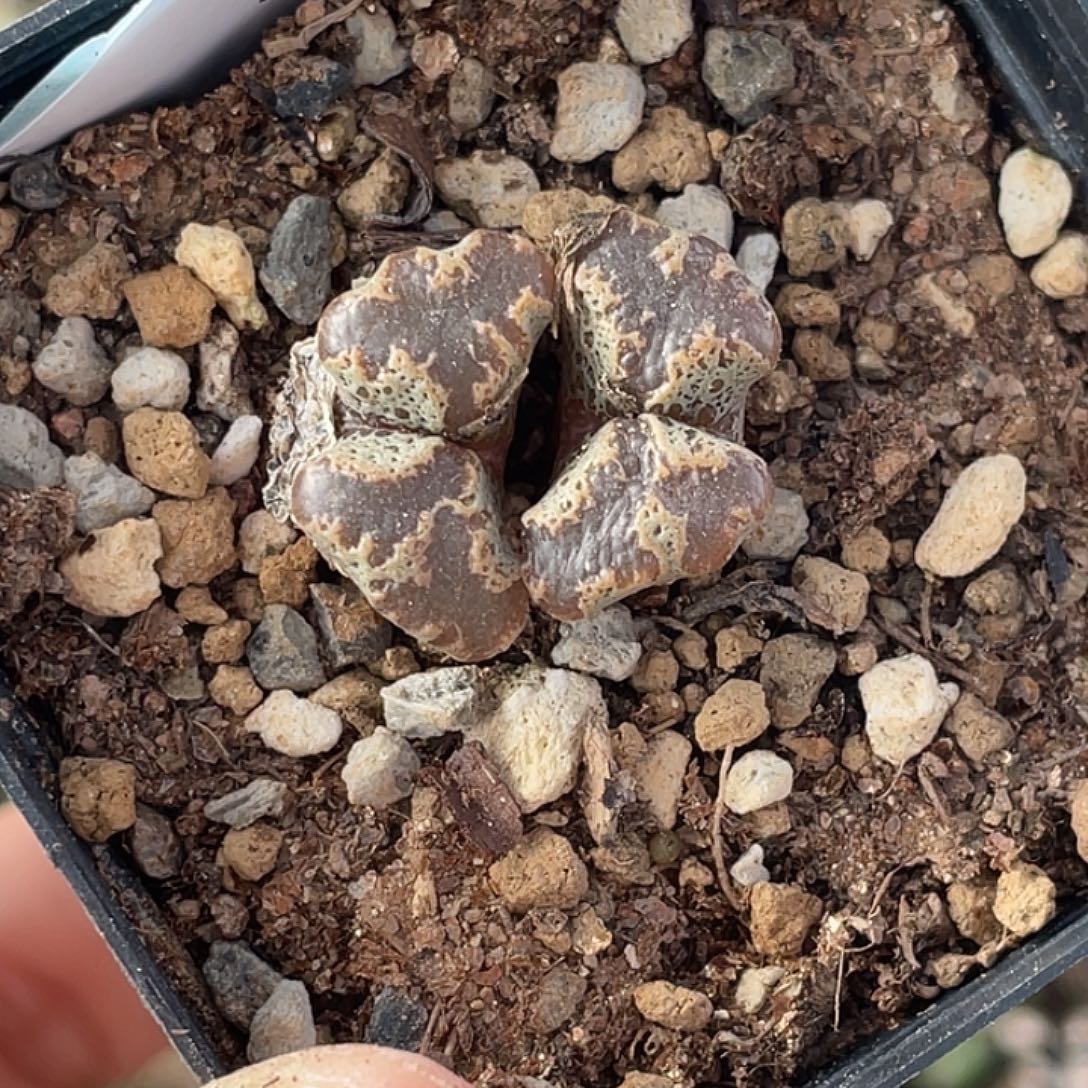 4-46超碟多肉植物