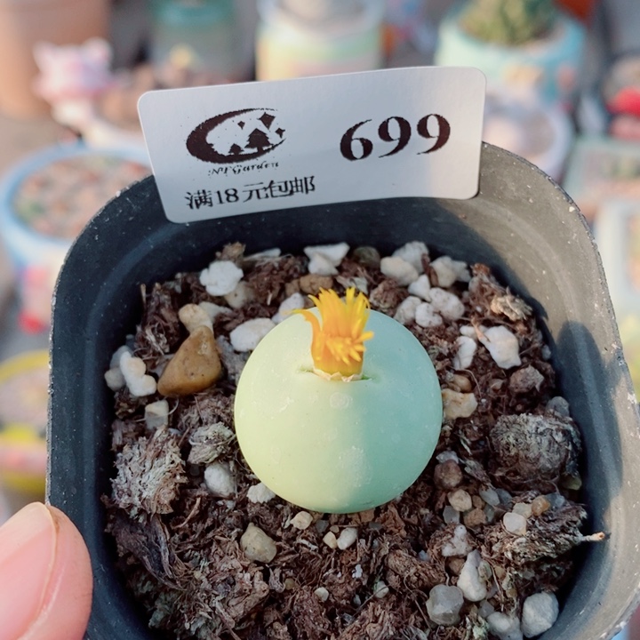 生石花花花花花699