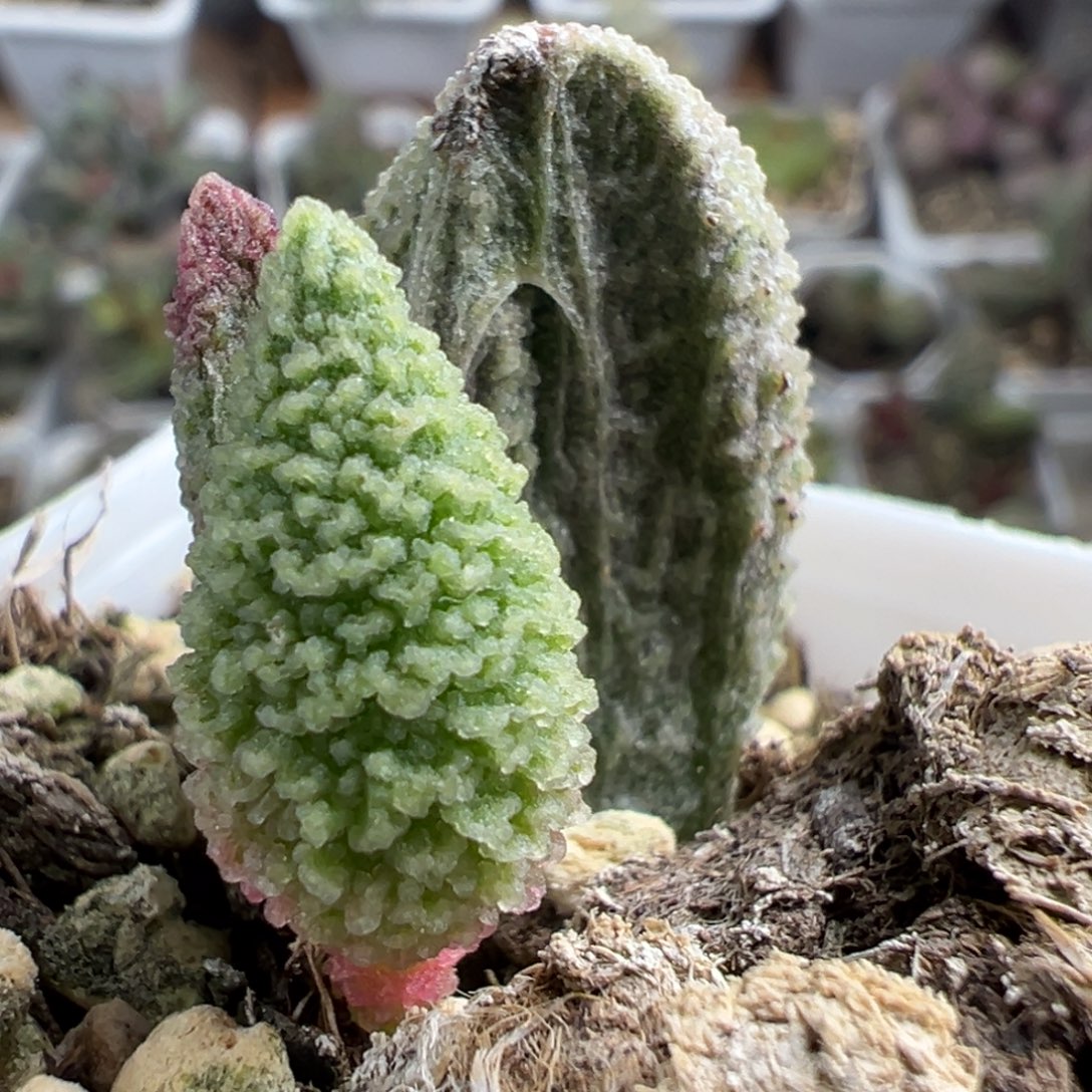 天蚕大苗多肉植物水泡