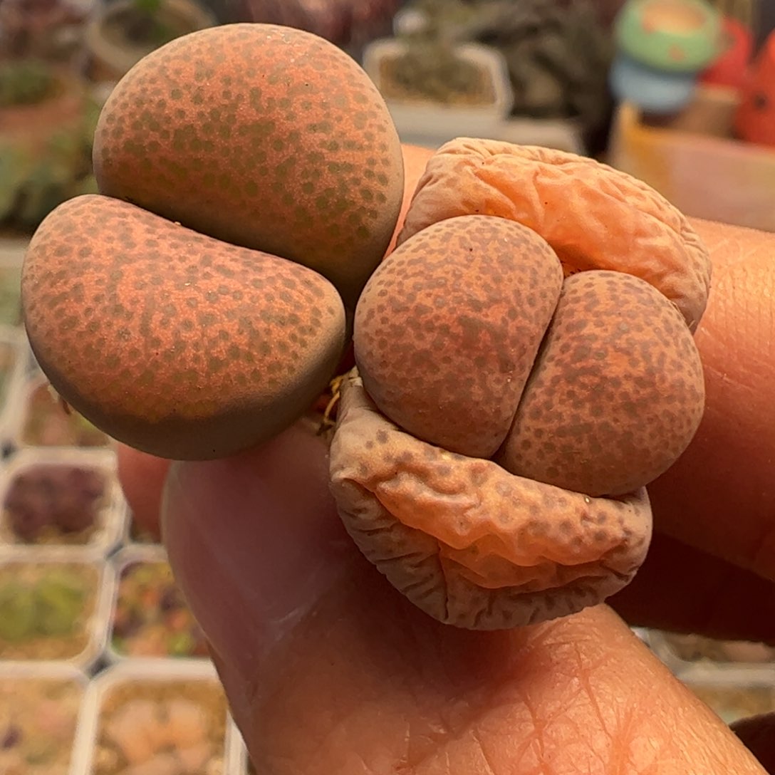 紫碧琉璃多肉植物百科