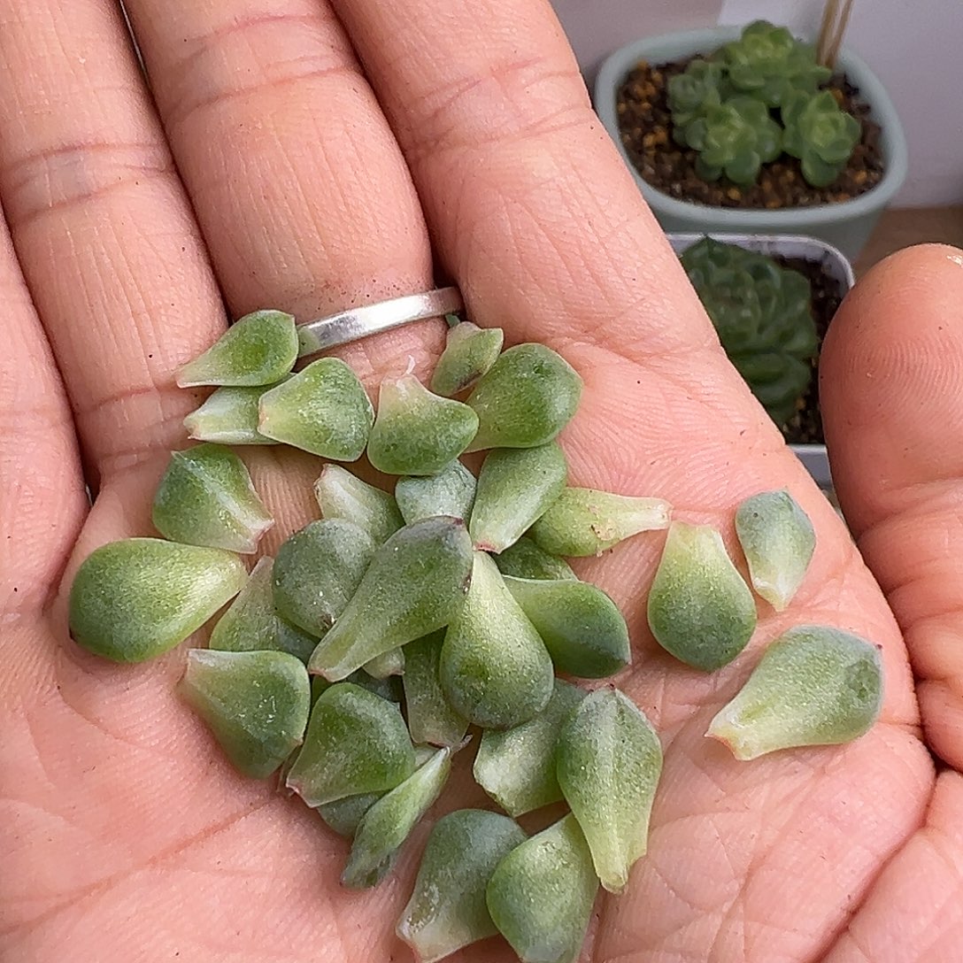 一手青梅叶子。      