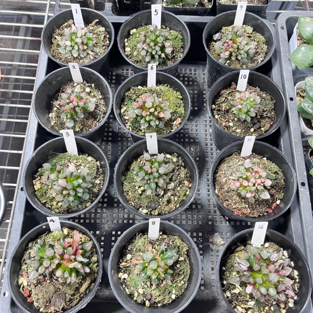 贵货子弹头十二卷玉露多肉植物