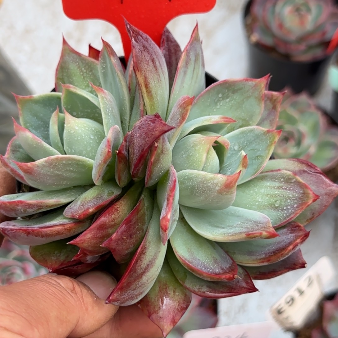 惊鸿一物一拍包装收缩花旱161