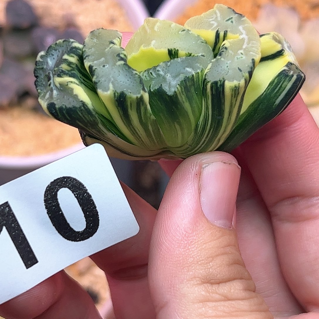 710酒井锦十二卷多肉