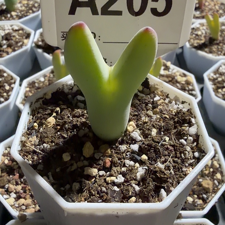 彼***岸205。多肉植物的生长