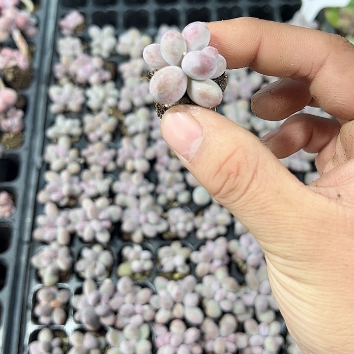 彩虹奶 满10颗包邮