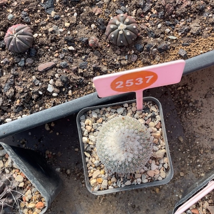 阿****实生仙人球2537000000