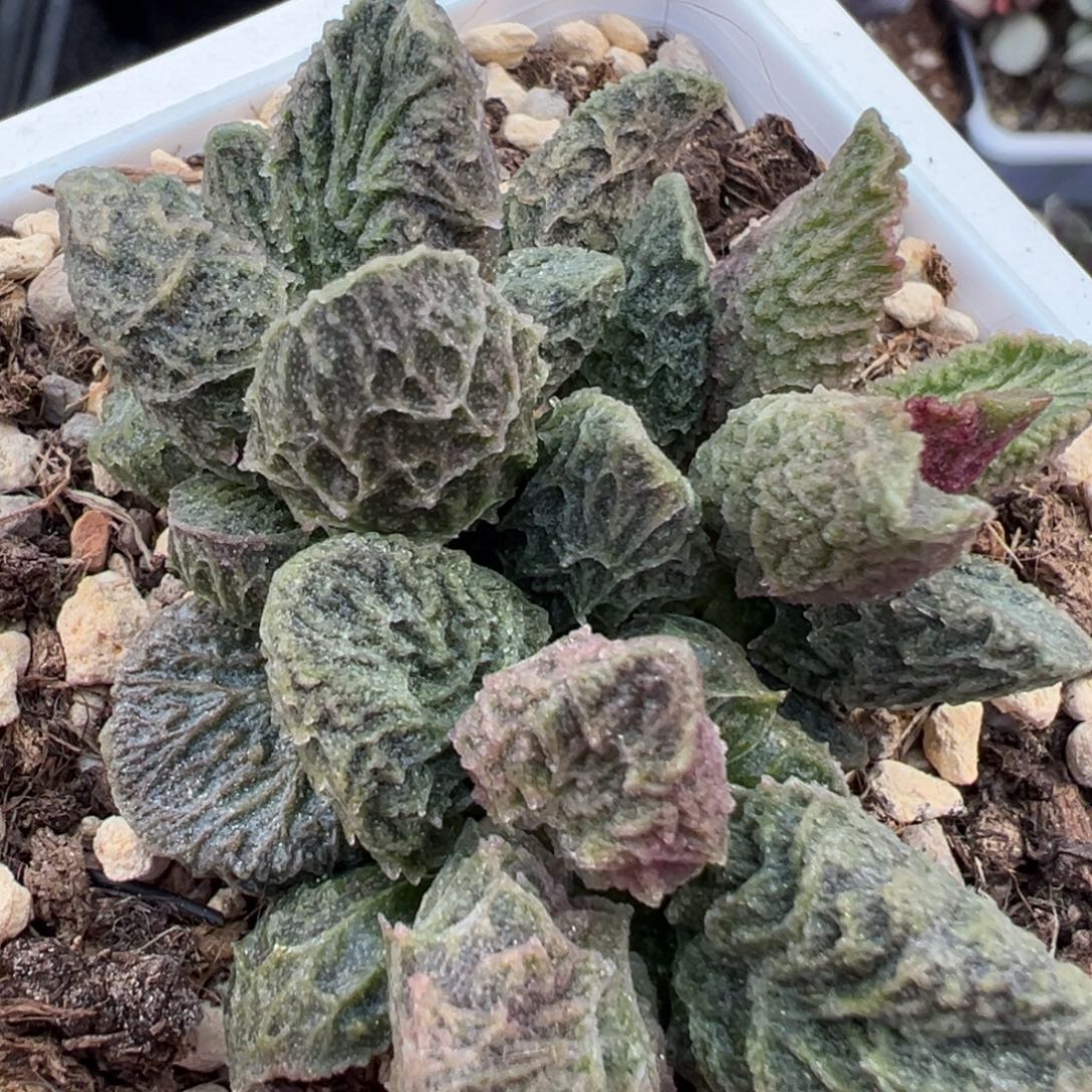 10方盆大鱼海棠水泡多肉植物水泡