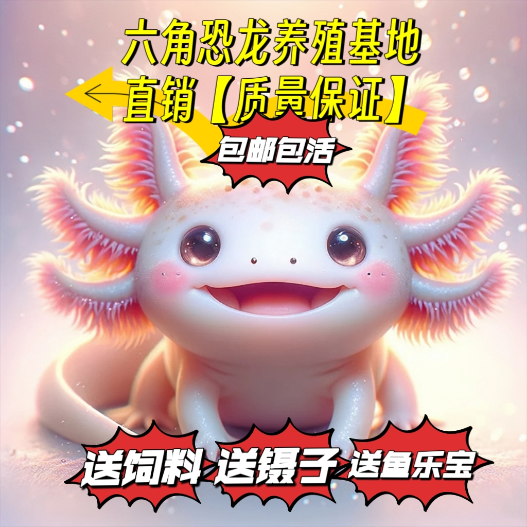 【精品六角恐龙养殖基地直销】【品质保障】养殖基地直接发出无中间商