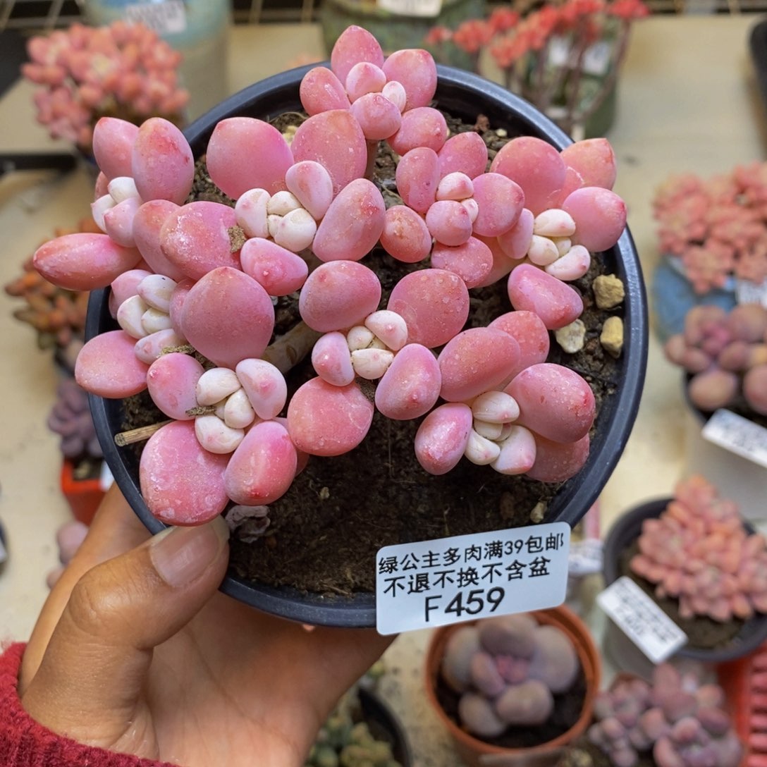 459樱花洛神多肉9cm