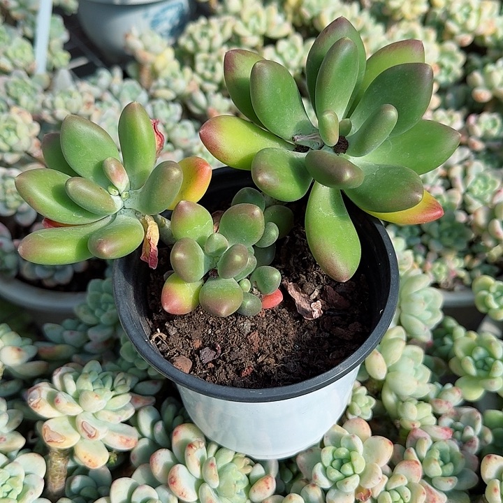金蟾多肉植物精品