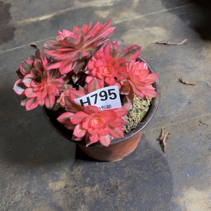 瑞妈，，。。。？795黑膜锦，