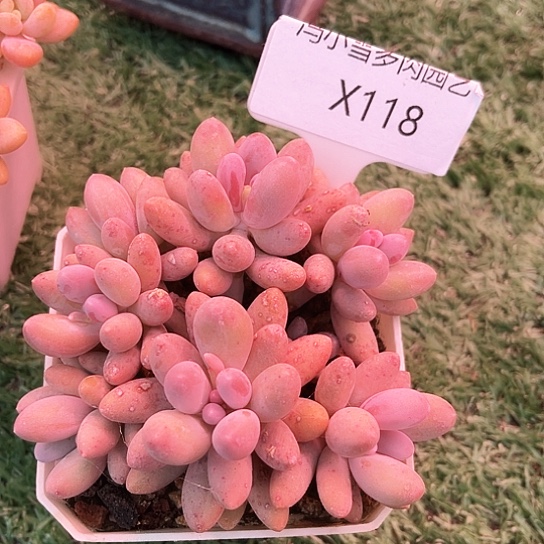 我是第一百个为妖刀应援的阴阳桃花