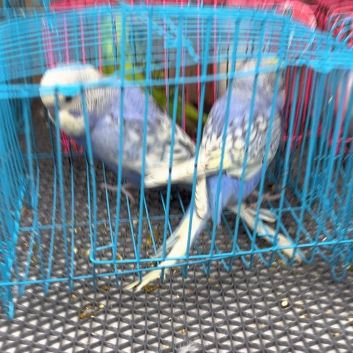 旭***升虎皮鹦鹉虎皮鹦鹉