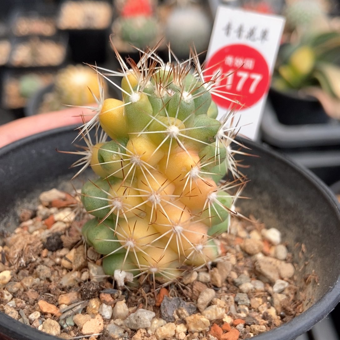 实生蓬莱宫锦3.5cm